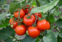 Jak i kiedy zbierać pomidory zbóż i jak o nie dbać?