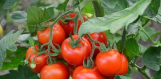 Jak i kiedy zbierać pomidory zbóż i jak o nie dbać?