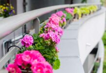 Nawozy dla pelargonii na balkonie: wybierz najlepsze nawozy do pielęgnacji.