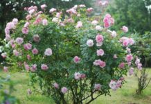 Dyferencja w ogrodzie: Hodowla dzikiej róży w przydomowej przestrzeni