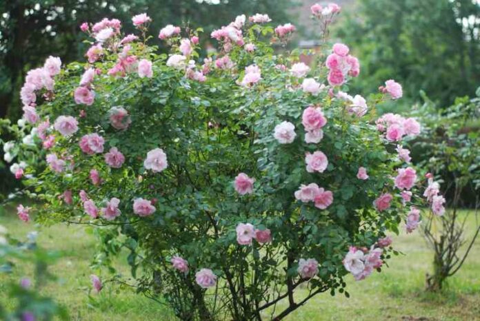 Dyferencja w ogrodzie: Hodowla dzikiej róży w przydomowej przestrzeni