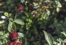 Jak właściwie sadzić różę do gruntu: kompletny poradnik z krok po kroku i zdjęciami