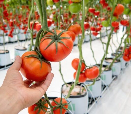 Metody ekologicznej uprawy pomidorów w szklarni lub pod osłonami
