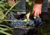 Odmiany winogron do uprawy na działce: jakie wybrać?