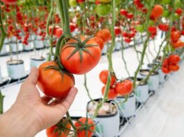 Metody ekologicznej uprawy pomidorów w szklarni lub pod osłonami