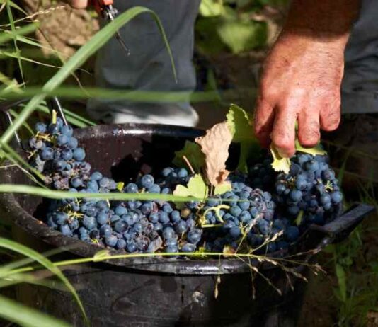 Odmiany winogron do uprawy na działce: jakie wybrać?