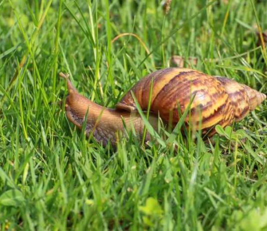 Jak ślimaki w ogrodzie szkodzą roślinom: metody niszczenia flory ogrodowej